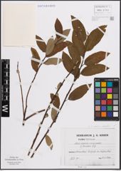 Foto von Salix caprea L. x Salix viminalis L.